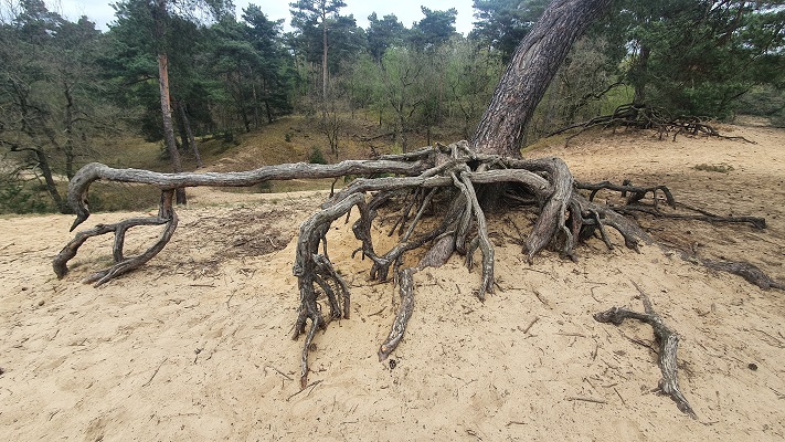 Wandeling over Trage Tocht Lomm bij de Witte Berg