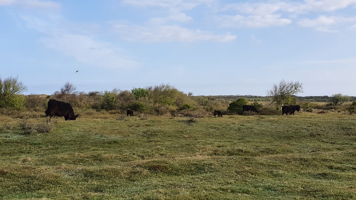 Wandeling op Texel van De Koog naar Cocksdorp bij de Nederlanden