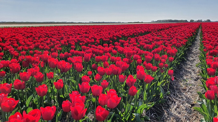 Wandeling op Texel van De Koog naar Cocksdorp langs de bollenvelden