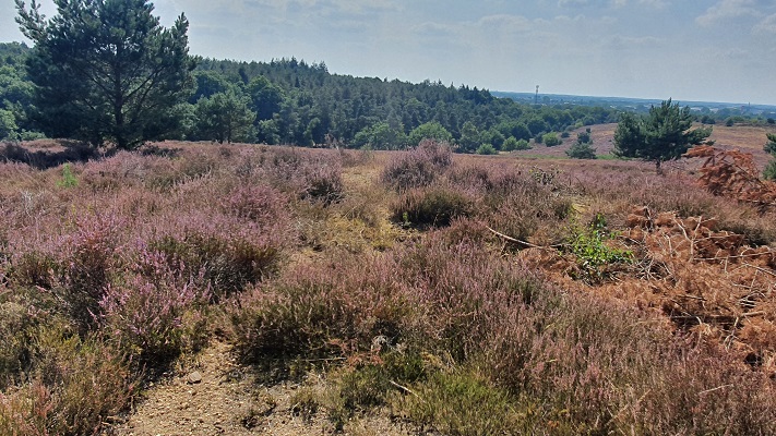 Wandeling over Groene Wissel Mook-Molenhoek bij de Heumense Schans