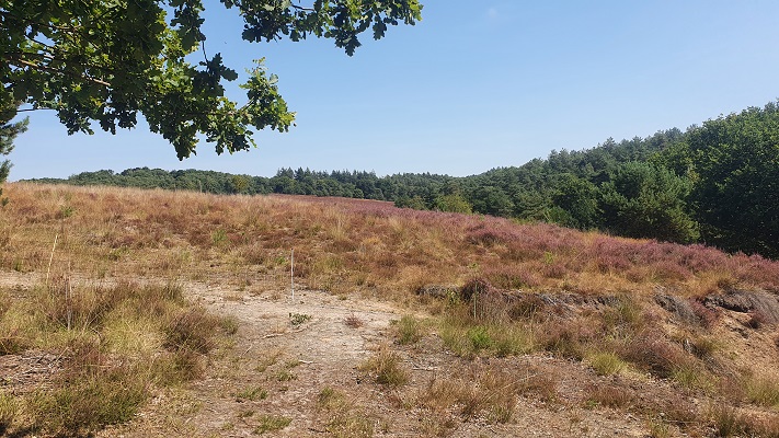 Wandeling over Groene Wissel Mook-Molenhoek bij de Heumense Schans