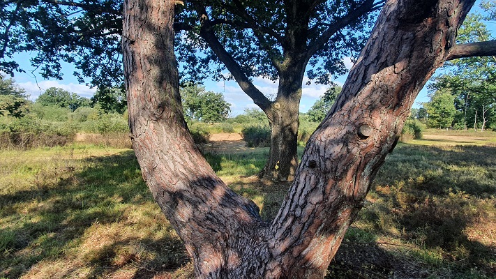 Trage Tocht Klein Amsterdam bij de Empense en Tondense Heide