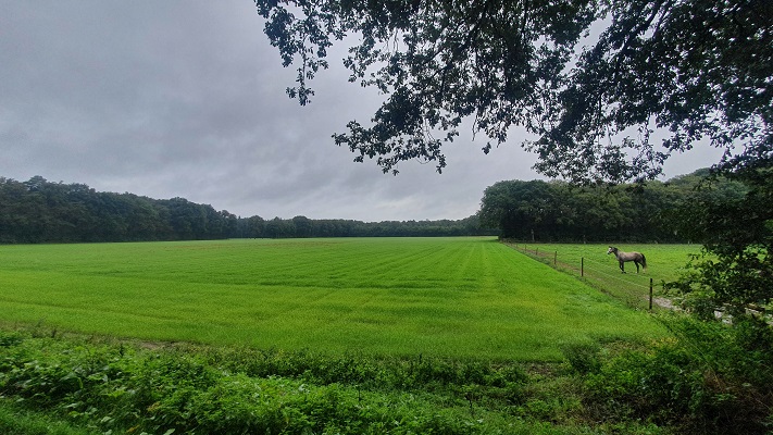 Wandeling over Trage Tocht America bij de Schadijkse Bossen