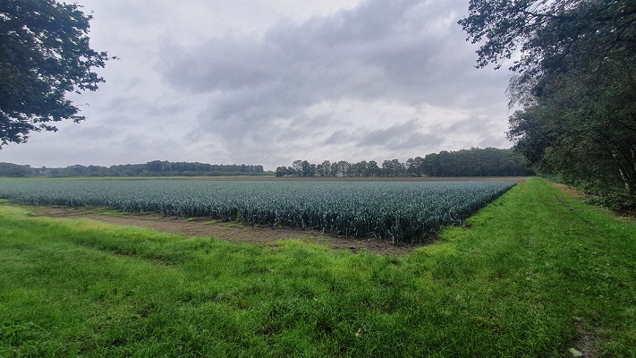 Wandeling over Trage Tocht America bij de Schadijkse Bossen