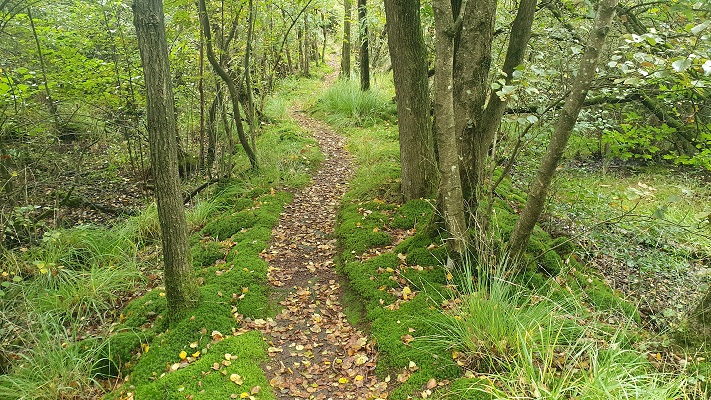 Wandeling over Trage Tocht America bij de Castenrayse Vennen