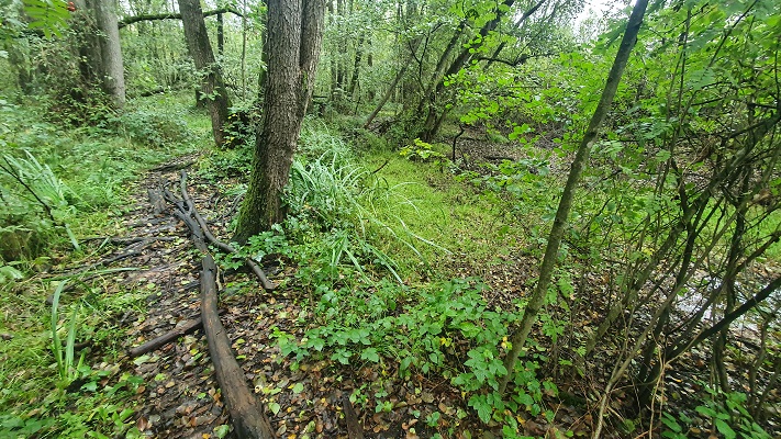 Wandeling over Trage Tocht America bij de Castenrayse Vennen