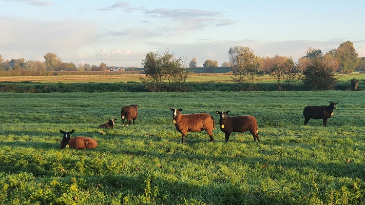 trage-tocht-lexmond-3 Wandeling over Trage Tocht Lexmond bij Schotse Hooglanders