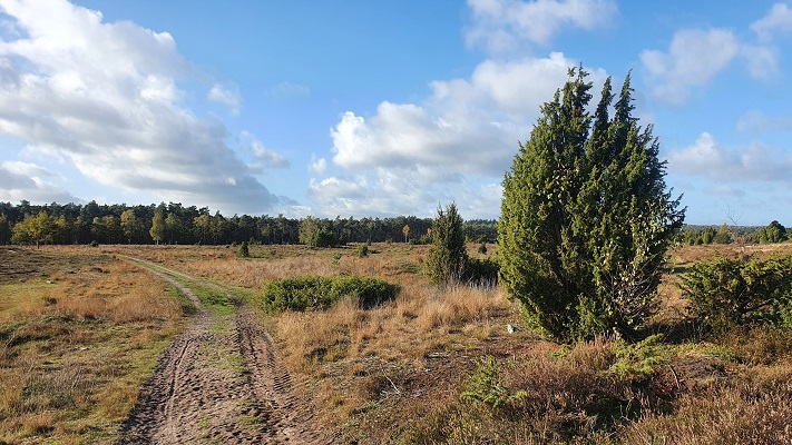 Wandeling over Trage Tocht Rijssen op de Hexelse Heide