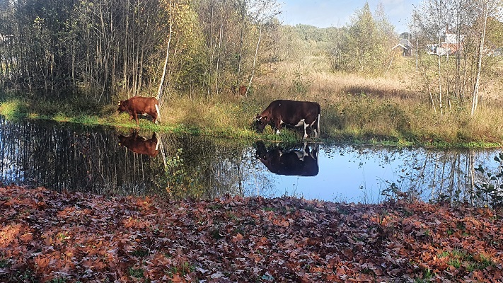 Wandeling Nijreesbos De Doorbraak van Wandelen in Twente bij ecologische verbindingszone