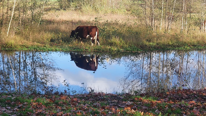 Wandeling Nijreesbos De Doorbraak van Wandelen in Twente bij ecologische verbindingszone