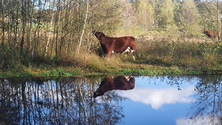 Wandeling Nijreesbos De Doorbraak van Wandelen in Twente bij ecologische verbindingszone