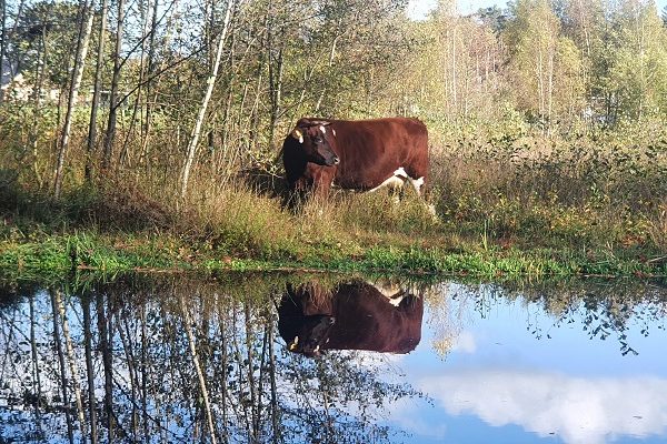 Wandeling Nijreesbos De Doorbraak van Wandelen in Twente bij ecologische verbindingszone