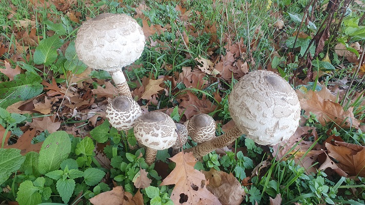 Wandeling Nijreesbos De Doorbraak van Wandelen in Twente