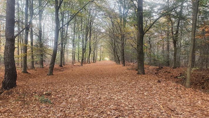 Wandeling Nijreesbos De Doorbraak van Wandelen in Twente op landgoed Almelo