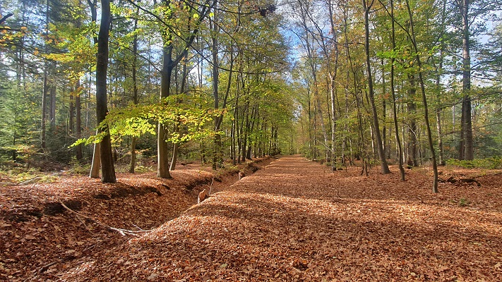 Wandeling Nijreesbos De Doorbraak van Wandelen in Twente op landgoed Almelo