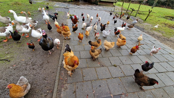 Wandeling over Knopenrondje Horst in het Kasteelpark