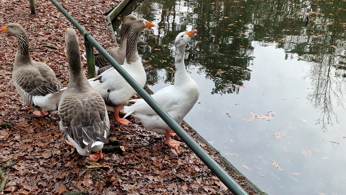 Wandeling over Knopenrondje Horst in de Kasteelbossen