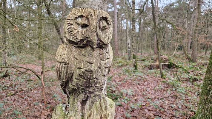 Wandeling over Knopenrondje Horst in de Kasteelbossen