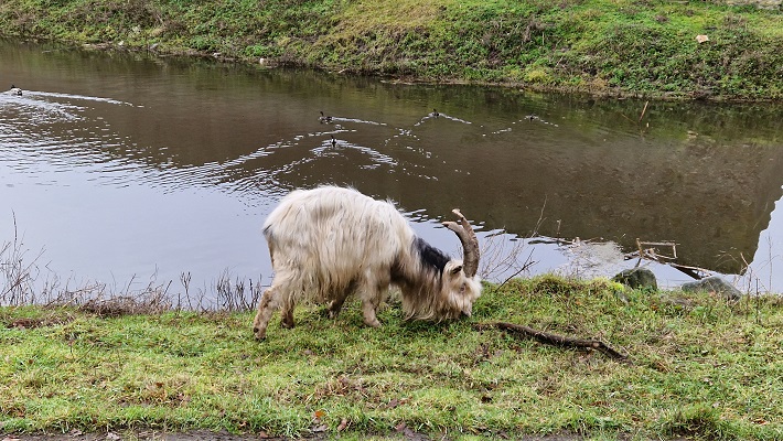 Wandeling over Knopenrondje Horst in het Kasteelpark