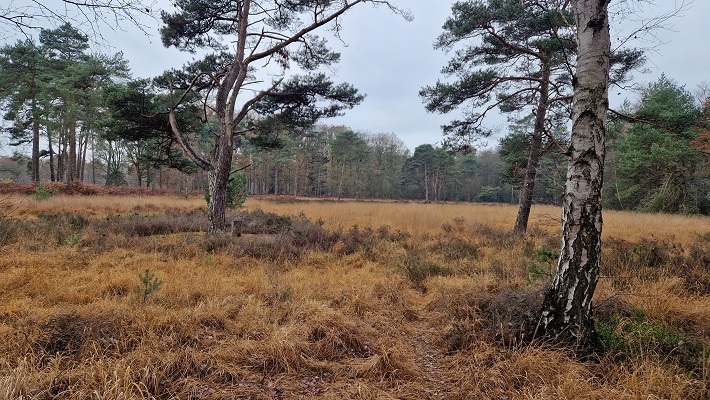 Wandeling over Trage Tocht Ruurlo