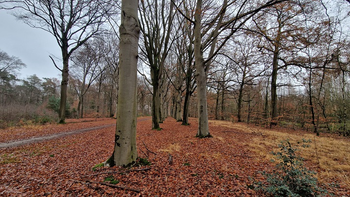 Wandeling over Trage Tocht Ruurlo