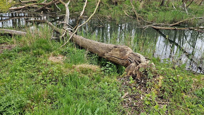 Wandeling over Knopenrondje Heel