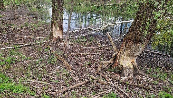 Wandeling over Knopenrondje Heel