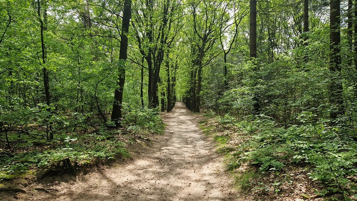 Wandeling over Trage Tocht Ede Driesprong in het Edese Bos