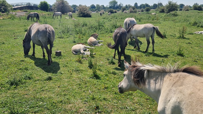 Wandeling over Trage Tocht Meinerswijk