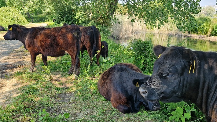Wandeling over Trage Tocht Meinerswijk