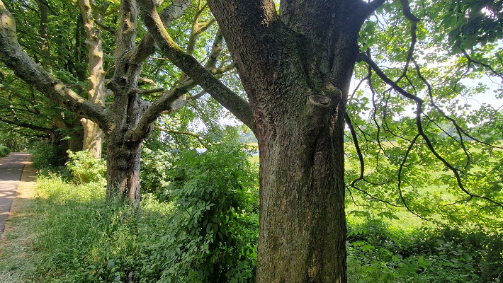 Wandeling over Trage Tocht Meinerswijk