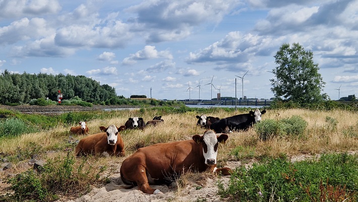Wandeling over Trage Tocht Vianen-Hagestein langs de Lek