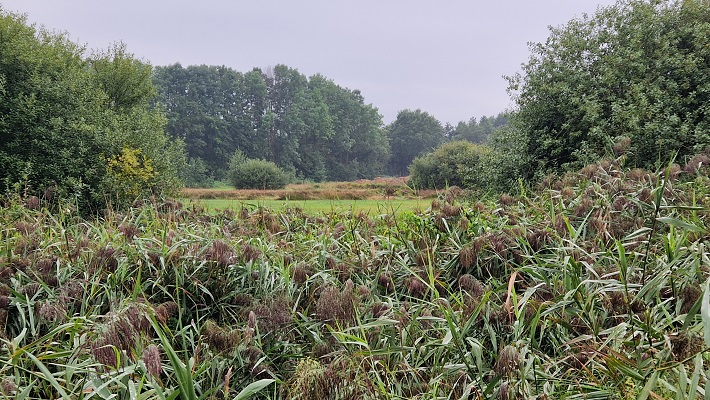 Knopenrondje Koningslust bij natuurgebied Vlakbroek