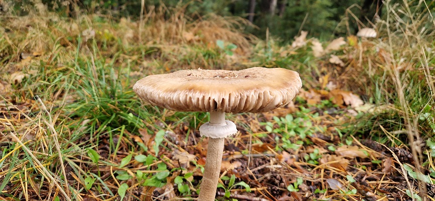Wandeling over Trage Tocht Coldenhove Eerbeek bij paddestoelen