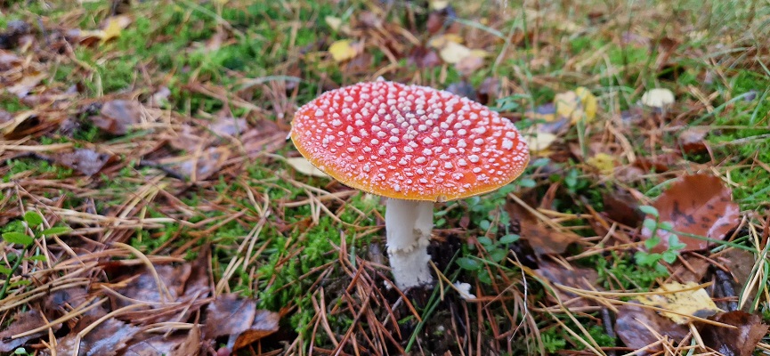 Wandeling over Trage Tocht Coldenhove Eerbeek bij paddestoelen