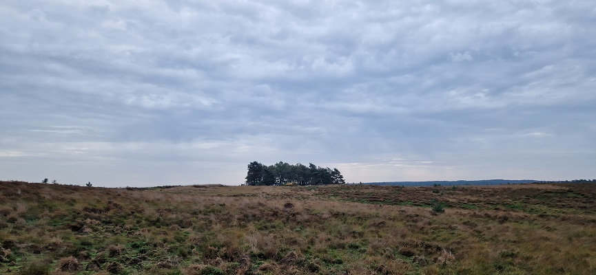 Wandeling over Trage Tocht Coldenhove Eerbeek op de Zilvense Heide
