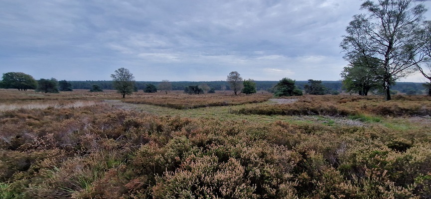 Wandeling over Trage Tocht Coldenhove Eerbeek op de Zilvense Heide
