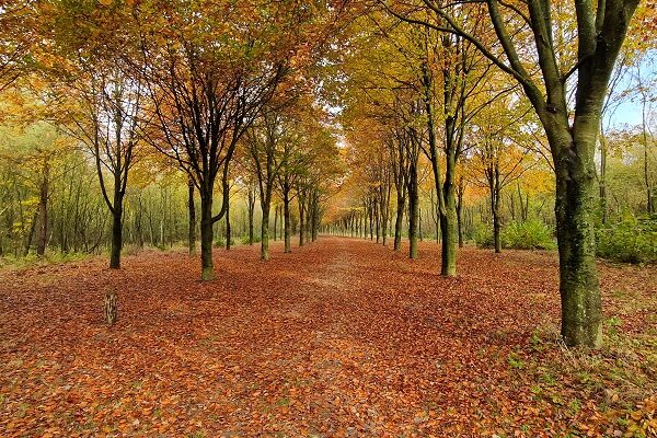 Wandeling over Trage Tocht Papenvoort bij boswachterij Gieten-Borger