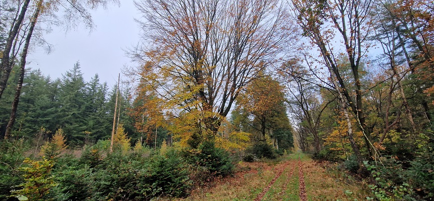 Wandeling over Trage Tocht Papenvoort bij boswachterij Gieten-Borger