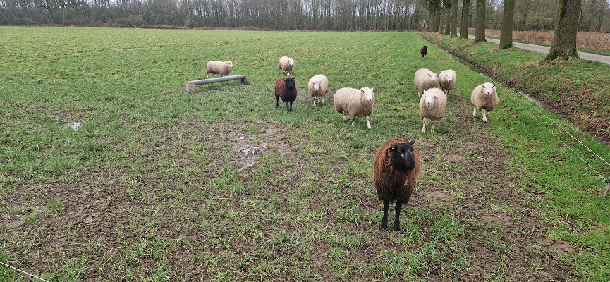 Wandeling over Trage Tocht Grave