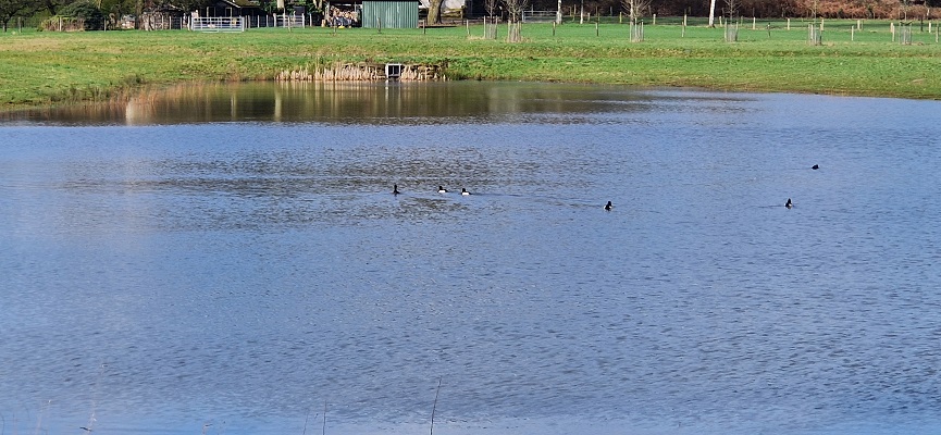 Wandeling over Knopenrondje Plasmolen bij de Tielebeek