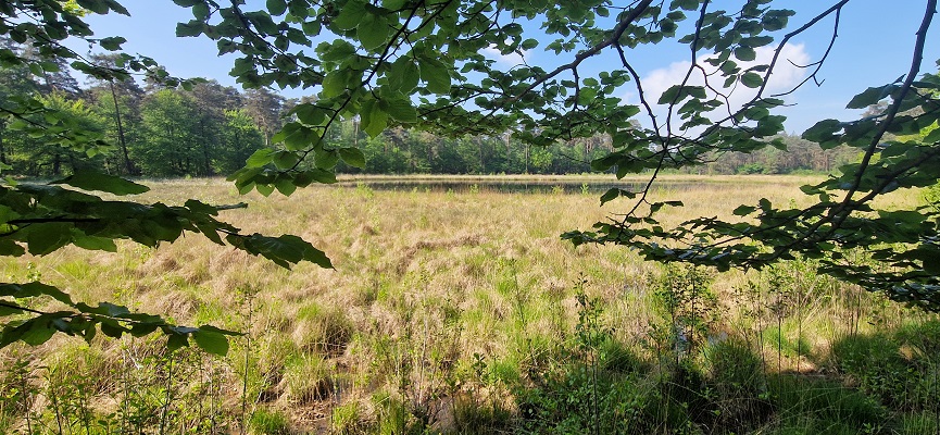Wandeling over Trage Tocht Ommen Besthmen bij het Zeesserven