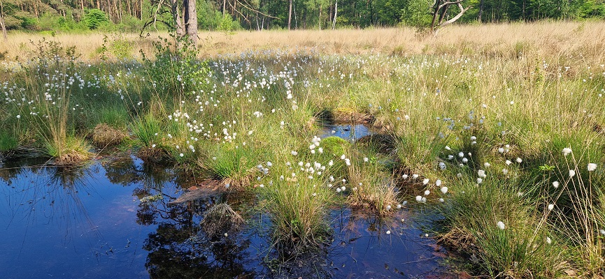 Wandeling over Trage Tocht Ommen Besthmen bij het Zeesserven