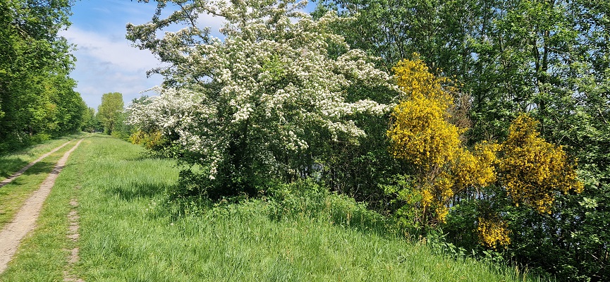 Wandeling over Trage Tocht Ommen Besthmen bij de Beneden-Regge