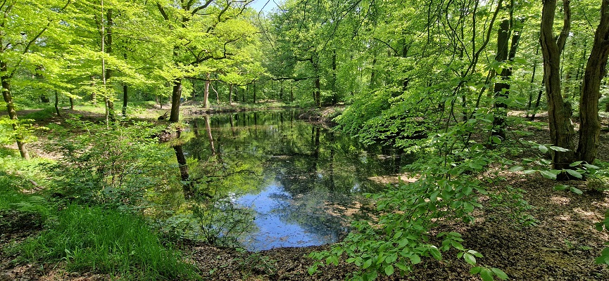 Wandeling over Trage Tocht Ommen Besthmen op landgoed Het Laer