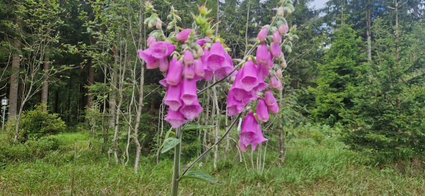 Wandeling over Rennsteig van Limbach naar Massserberg