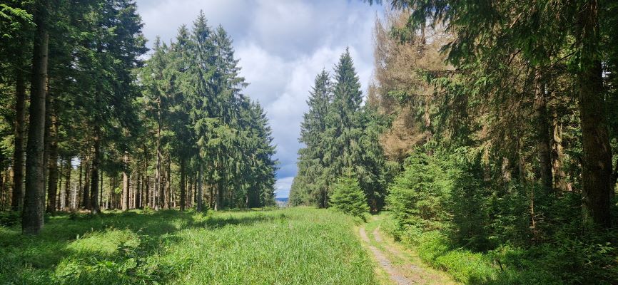 Wandeling over Rennsteig van Limbach naar Massserberg