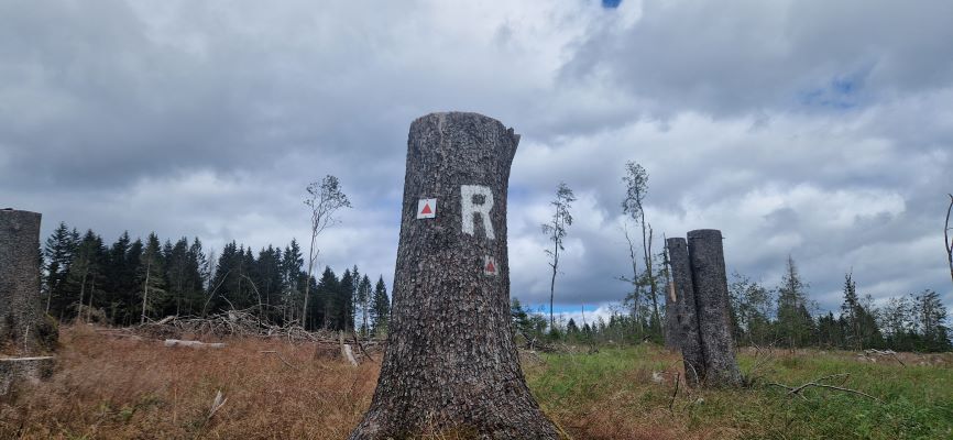 Wandeling over Rennsteig van Limbach naar Massserberg