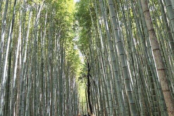 Wandeling door bamboebos en naar Apenberg in Kyoto