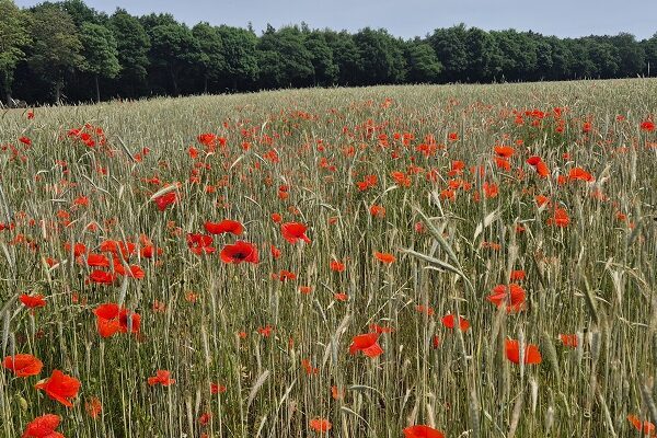 Wandeling over Trage Tocht Montfort